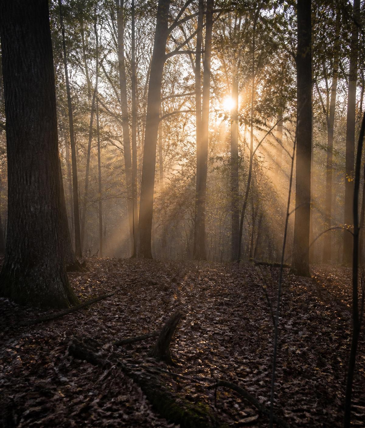 Sunrise through a misty hardwood forest